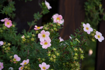 Wild rose bush, beautiful pink blooming flowers 