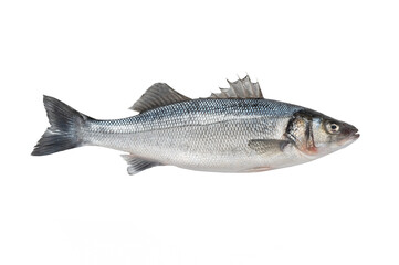 dicentrarchus labrax isolated on white background