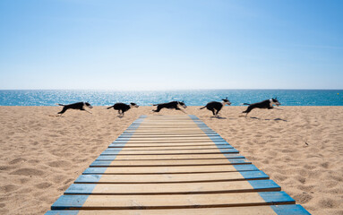 Dog running free on the beach