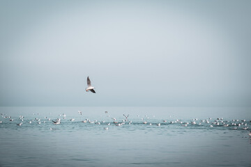 Seagulls on the blue sea.	