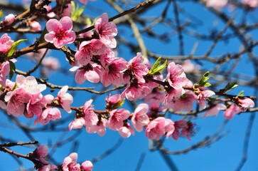 cherry tree blossom
