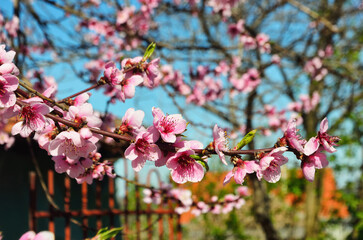 pink cherry blossoms