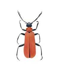 Cardinal beetle illustration isolated. Hand-drawn watercolor red bug with black head. Pyrochroidae. Pyrochroa coccinea. Coleoptera species collection. Insects