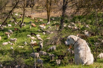 Herding dog watching and protecting herd of goats eating grass to prevent wildfires 