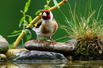 European goldfinch, Carduelis carduelis on the stones at the bird water hole. Czechia.