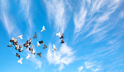 Many pigeons birds flying in the sky amazing cloudy sky and rainbow in the background