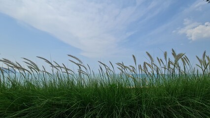Green grass against the blue sky and cloud panorama view