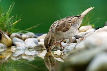 House sparrow, female drinks water from a bird's water hole. Reflection on the water. Czechia. 