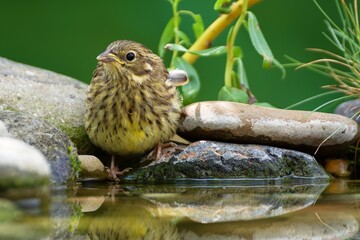 Juvenile yellowhammer (Emberiza citrinella) on the stones at the bird water hole. Czechia. 