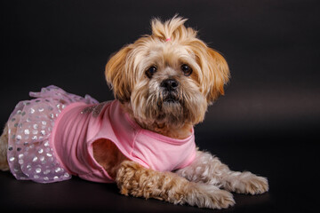 Lhasa Apso - Amazing dog in studio photo session