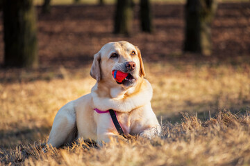 Labrador Retriever dog at the forest lying with the ball. Cute dog posing in nature.