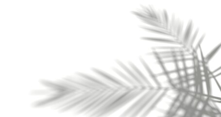 coconut tree branch shadows, silhouette on white background, black and white background, abstraction, 3d render