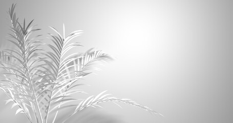 Fototapeta na wymiar coconut tree branch shadows, silhouette on white background, black and white background, abstraction, 3d render
