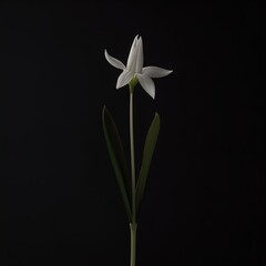 Obraz premium White blossoming flower. Mysterious and magical. Great for fantasy, mystery, crime, romance, drama.
