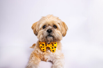 Lhasa Apso - Amazing dog in studio photo session
