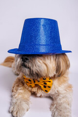 Lhasa Apso - Amazing dog in studio photo session