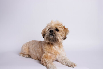 Lhasa Apso - Amazing dog in studio photo session