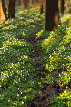 anemones in the spring forest