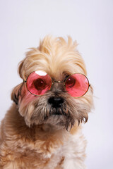 Lhasa Apso - Amazing dog in studio photo session