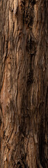 Fototapeta premium Tree bark close-up, texture background image
