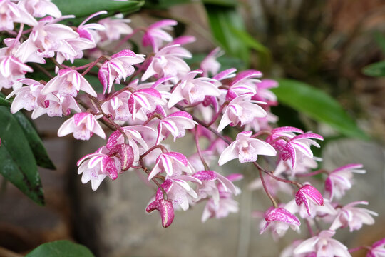 Dendrobium suffusum orchid in flower.