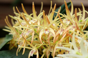 Dendrobium Hilda Poxon orchid in flower.