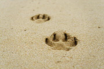 Footprints from the paws on the sand