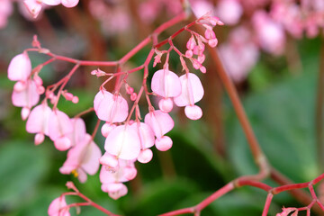 Pink Scarlet begonia in flower