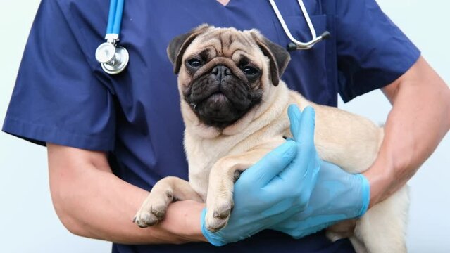 Cropped image of handsome male veterinarian doctor with stethoscope holding cute funny pug puppy in arms in veterinary clinic on white background. 4K with copy space.