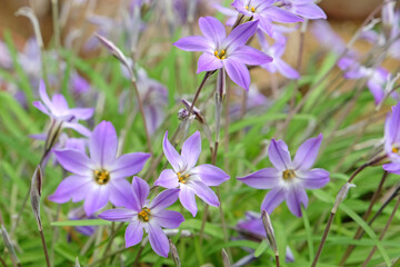 Fototapeta na wymiar Ipheion Uniflorum, or spring starflower, 'Froyle Mill' in flower.
