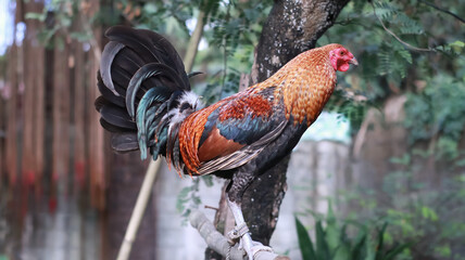 rooster perched on high ground