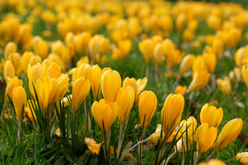 Crocus vernus 'Yellow'  in flower.