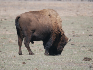 american bison in park in denver colorado