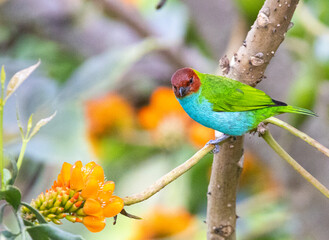 Reinita Tigrina, Reinita Gorjinaranja y Tangara Gyrola. Lindas aves de colores. 