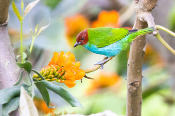 Reinita Tigrina, Reinita Gorjinaranja y Tangara Gyrola. Lindas aves de colores. 
