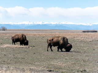 american bison in rocky mountain arsenal national wildlife refuge