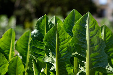 chicory cultivation