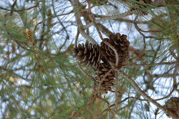Cedar cones on the tree branches