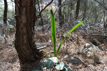 Fresh green leaves in the pring forest