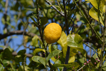Closeup of a lemon on a tree