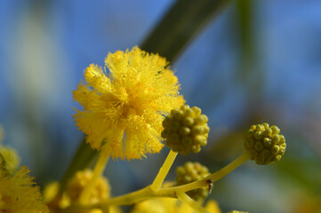 Closeup of bright yellow mimosa flowers
