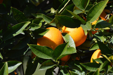 Closeup of oranges on a tree