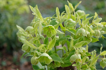 Stinking hellebore 'Yellow Wilgenbroek' in flower
