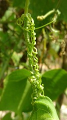 caterpillar on a leaf
