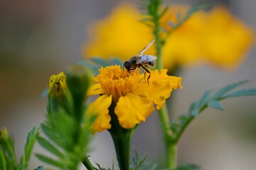 a small bug on a yellow flower