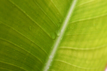 A wet fresh banana leaf