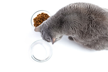 British adult fat cat eats dry food from a transparent bowl. Nearby is a bowl of water. White background