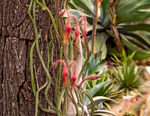 The buds of a rare creeping cactus (Selenicereus grandiflorus). Moon cactus blooms once a year