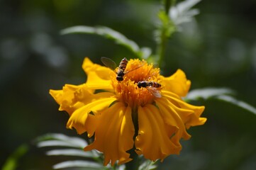 wasps on an orange flower