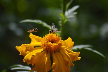 wasps on an orange flower